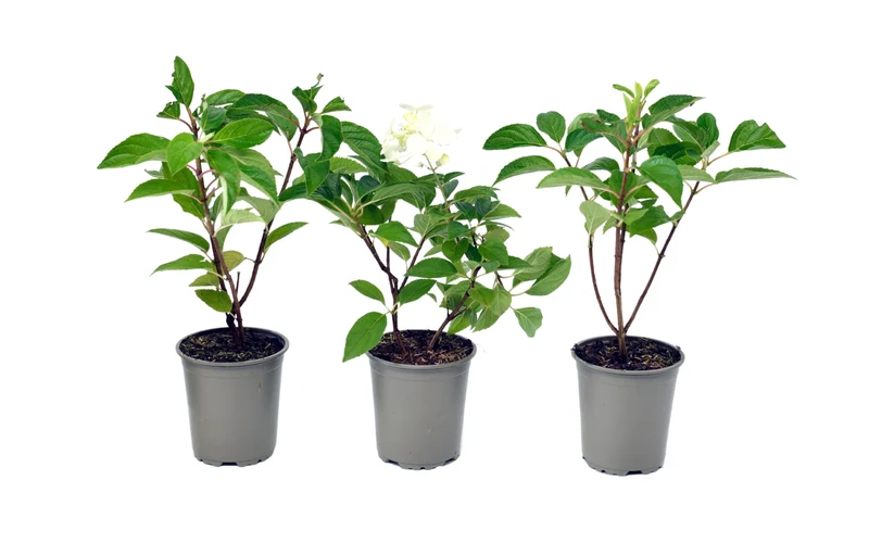 Lot de 3 hortensias paniculés blancs - Hydrangea pan. 'Kyushu'