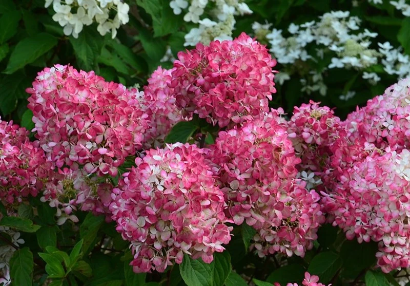Lot de 6 hortensias roses - Hydrangea pan. 'Diamond'
