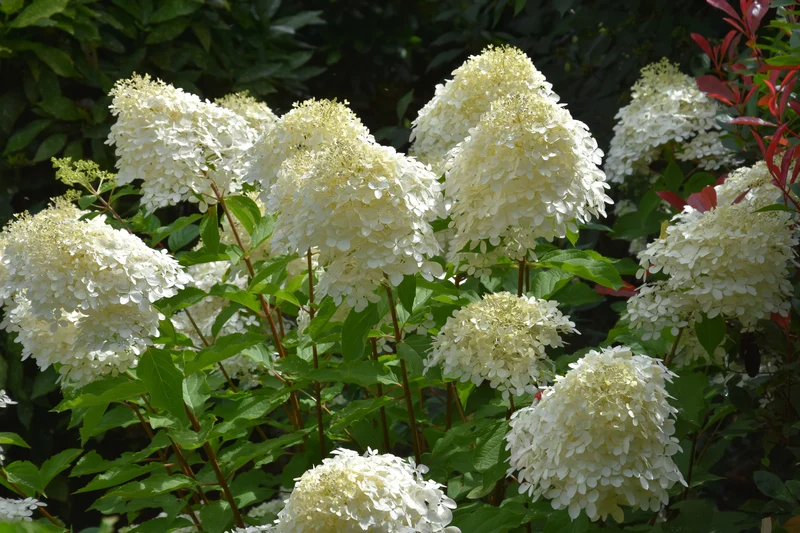 Lot de 6 hortensias blancs - Hydrangea pan. 'Phantom'