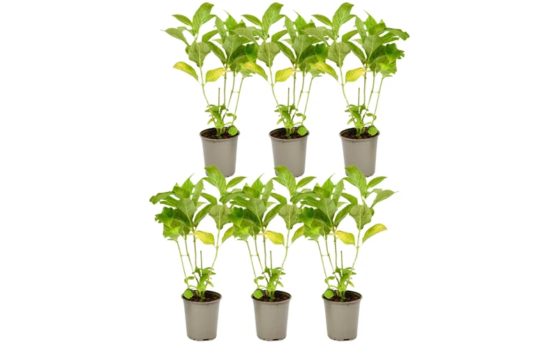 Lot de 6 hortensias blancs - Hydrangea pan. 'Phantom'