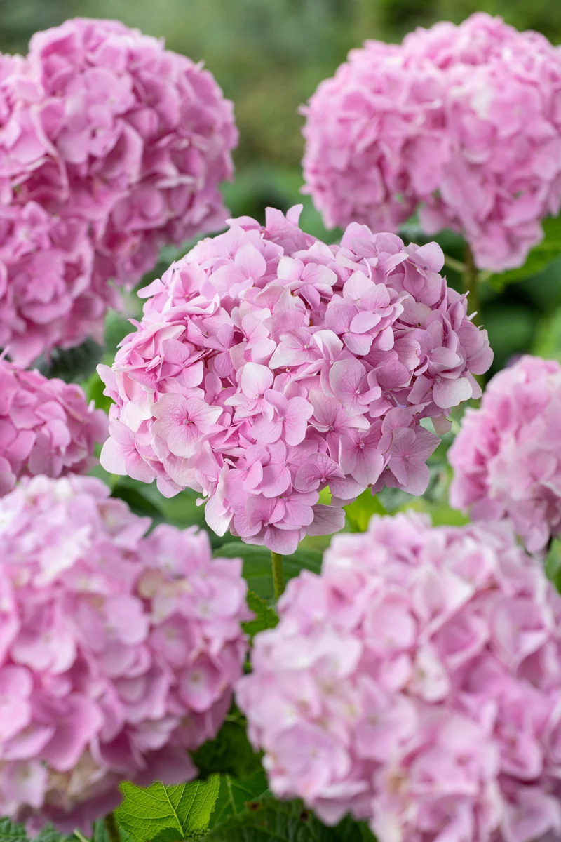 Lot de 3 hortensias roses - Hydrangea macrophylla