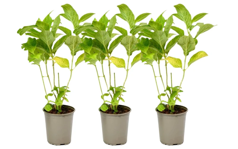 Lot de 3 hortensias blancs - Hydrangea macrophylla