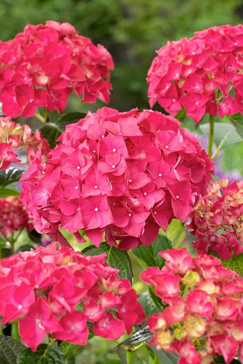 Lot de 8 hortensias de 4 couleurs différentes - Hydrangea macrophylla