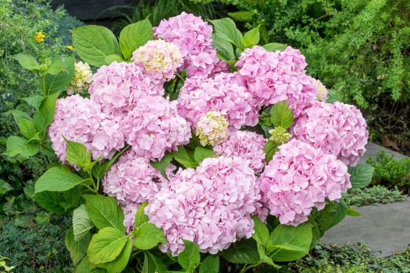 Lot de 8 hortensias de 4 couleurs différentes - Hydrangea macrophylla