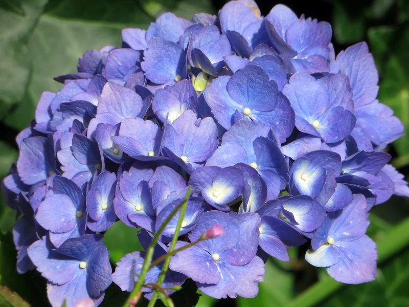 Lot de 4 hortensias de 4 couleurs différentes - Hydrangea macrophylla