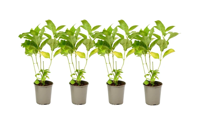 Lot de 4 hortensias de 4 couleurs différentes - Hydrangea macrophylla