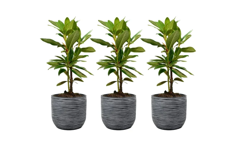 Lot de 3 rhododendrons rouges - 'Nova Zembla'