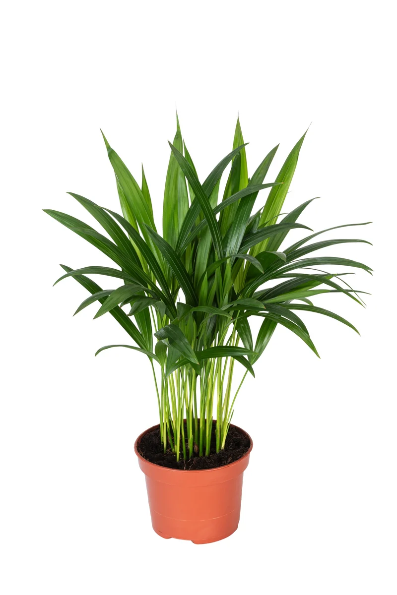 Set de 3 plantes d'intérieur exotiques