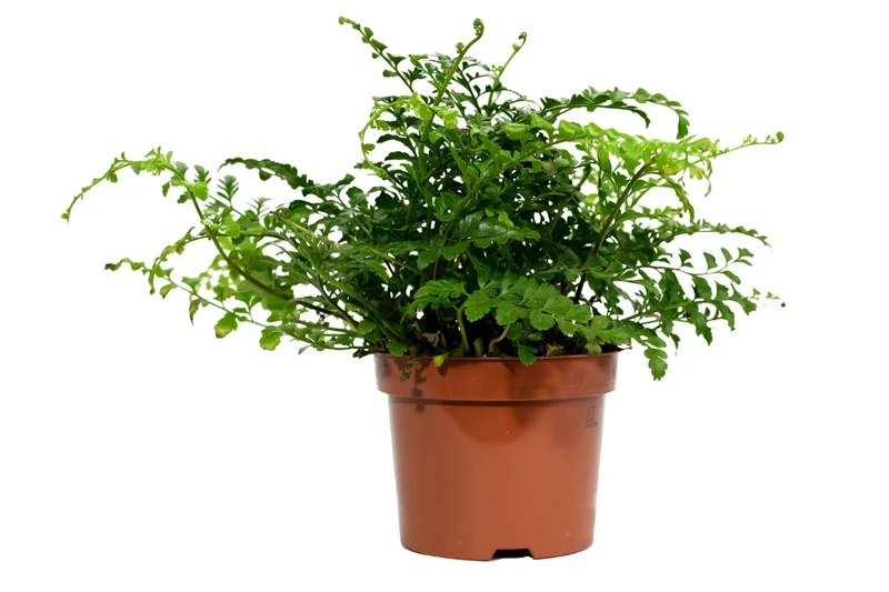 Set de 3 plantes d'intérieur fougères
