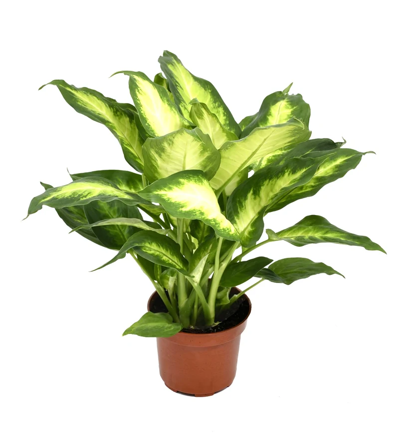 Mix de 4 plantes d'intérieur Tendance (1x Croton Sunny Star, 1x Ficus Natasja, 1x Dracaena Lemon Lime, 1x Dieffenbachia Camilla) 20-30 cm