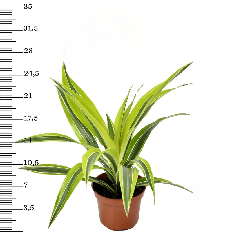 Mix de 4 plantes d'intérieur Tendance (1x Croton Sunny Star, 1x Ficus Natasja, 1x Dracaena Lemon Lime, 1x Dieffenbachia Camilla) 20-30 cm