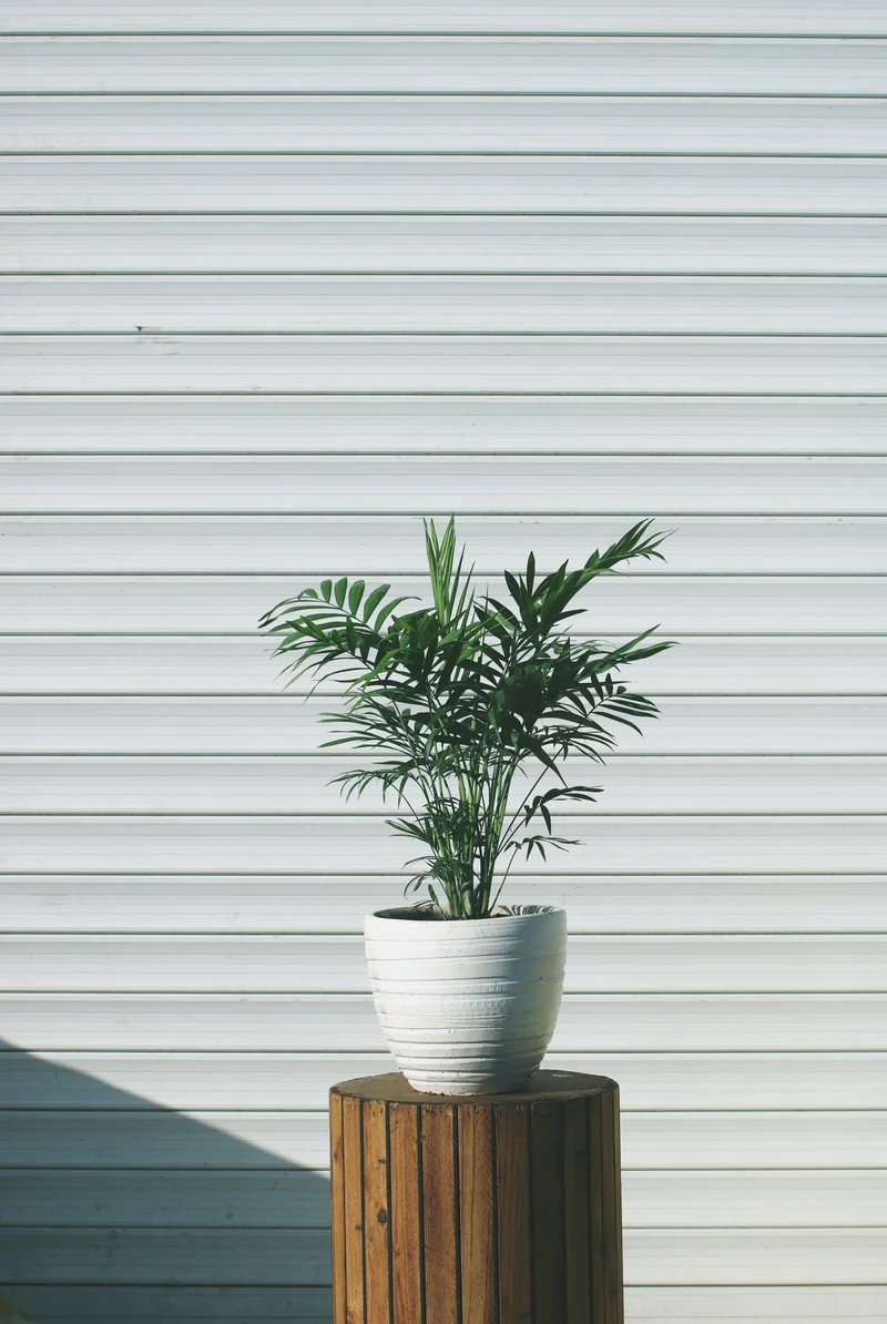 Ensemble de 4 plantes d'intérieur faciles d'entretien (1x Chlorophytum Variegatum, 1x Chamadorea Elegans, 1x Asplenium Parvati, 1x Ficus Kinky®) 30-45 cm