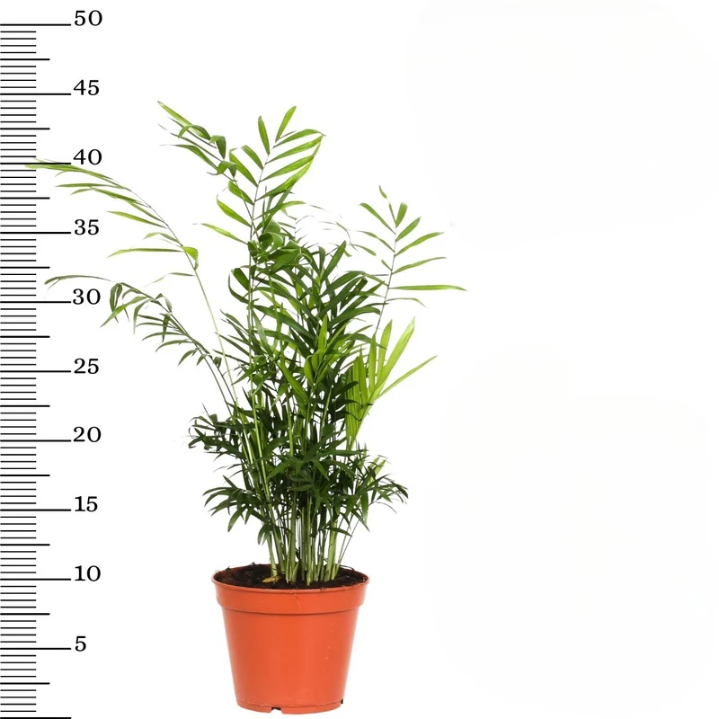 Ensemble de 4 plantes d'intérieur faciles d'entretien (1x Chlorophytum Variegatum, 1x Chamadorea Elegans, 1x Asplenium Parvati, 1x Ficus Kinky®) 30-45 cm