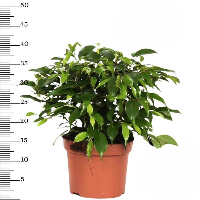 Ensemble de 4 plantes d'intérieur faciles d'entretien (1x Chlorophytum Variegatum, 1x Chamadorea Elegans, 1x Asplenium Parvati, 1x Ficus Kinky®) 30-45 cm