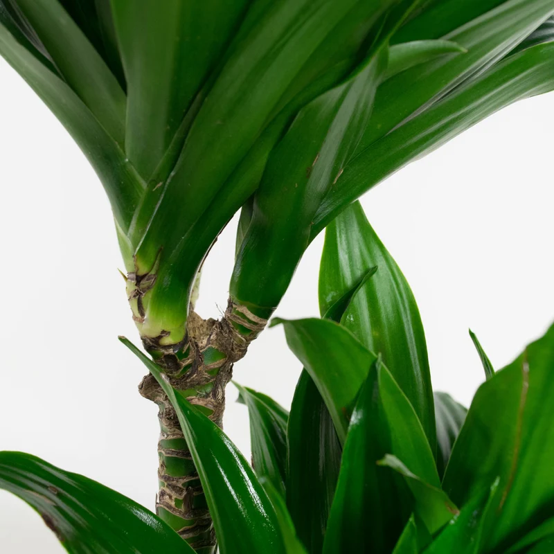 Mix de 4 Plantes tropicales d'intérieur (1x Musa Oriental Dwarf, 1x Chamadorea Elegans, 1x Dracaena Compacta, 1x Coffea Arabica) 25-50 cm