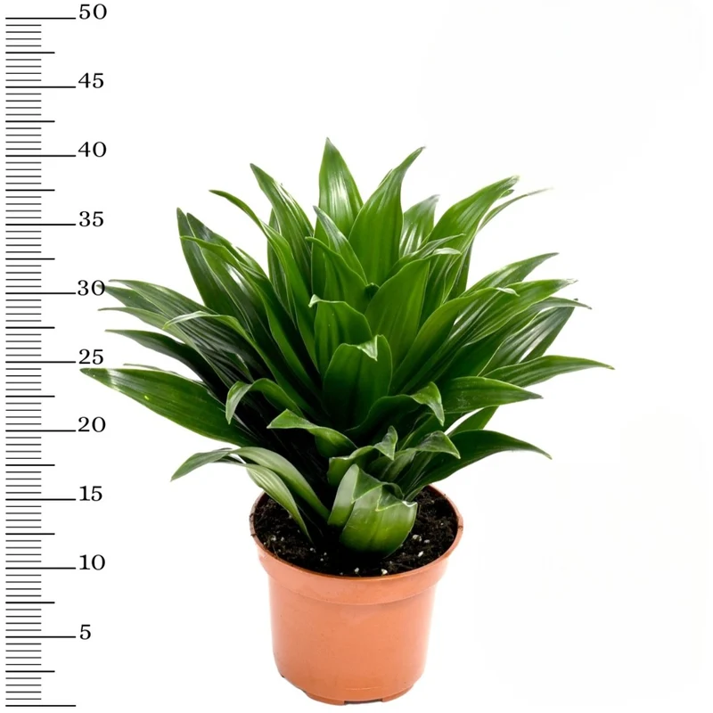 Mix de 4 Plantes tropicales d'intérieur (1x Musa Oriental Dwarf, 1x Chamadorea Elegans, 1x Dracaena Compacta, 1x Coffea Arabica) 25-50 cm