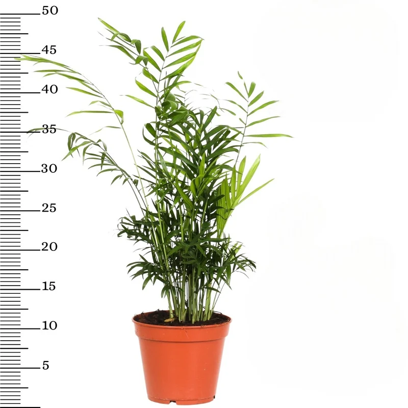 Mix de 4 Plantes tropicales d'intérieur (1x Musa Oriental Dwarf, 1x Chamadorea Elegans, 1x Dracaena Compacta, 1x Coffea Arabica) 25-50 cm