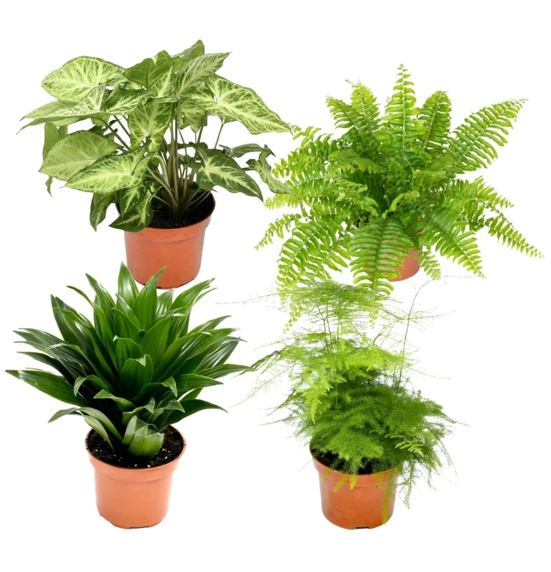 Mix premium de 4 plantes d'intérieur (1x Asparagus Plumosus, 1x Dracaena 'Compacta', 1x Syngonium Arrow, 1x Nephrolepis Boston) 20-30 cm
