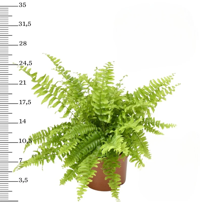 Mix premium de 4 plantes d'intérieur (1x Asparagus Plumosus, 1x Dracaena 'Compacta', 1x Syngonium Arrow, 1x Nephrolepis Boston) 20-30 cm