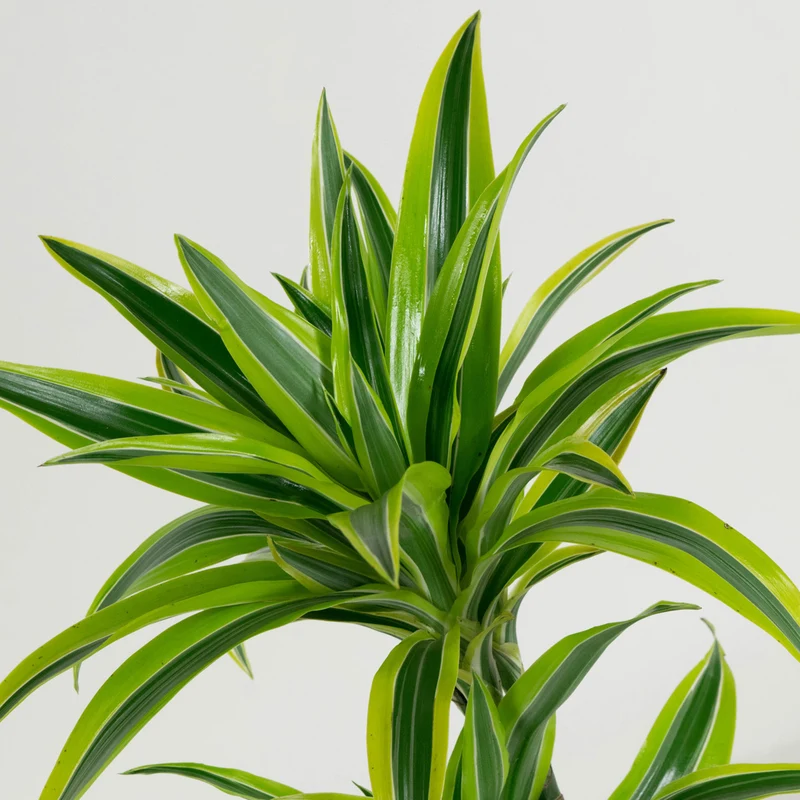 Lot de 4 Dragonniers (2x Dracaena 'Lemon Lime', 2x Dracaena 'Compacta') 25-35 cm