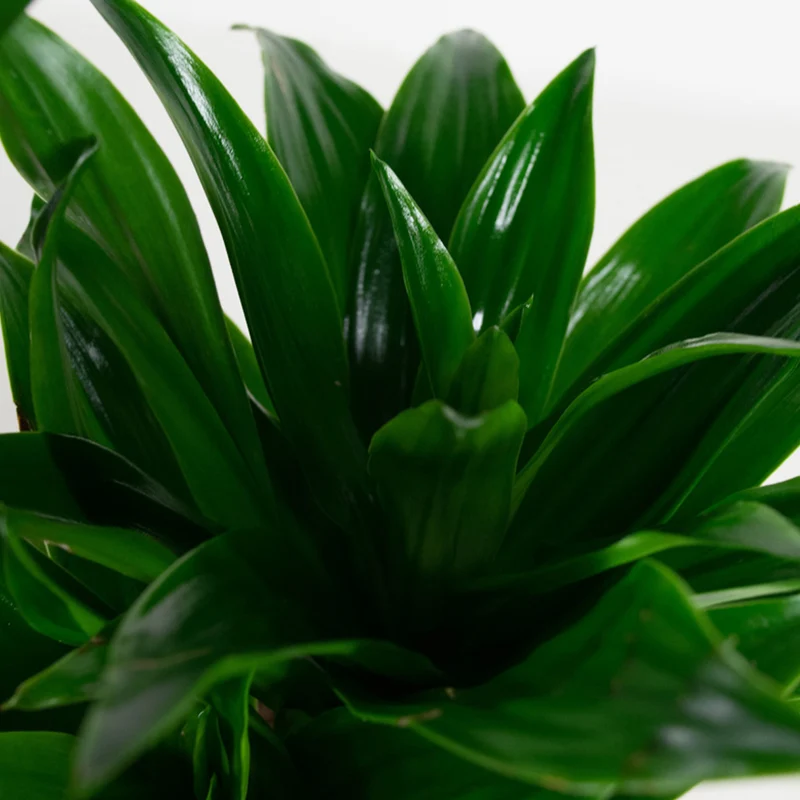 Lot de 4 Dragonniers (2x Dracaena 'Lemon Lime', 2x Dracaena 'Compacta') 25-35 cm