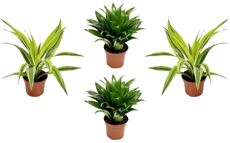 Lot de 4 Dragonniers (2x Dracaena 'Lemon Lime', 2x Dracaena 'Compacta') 25-35 cm