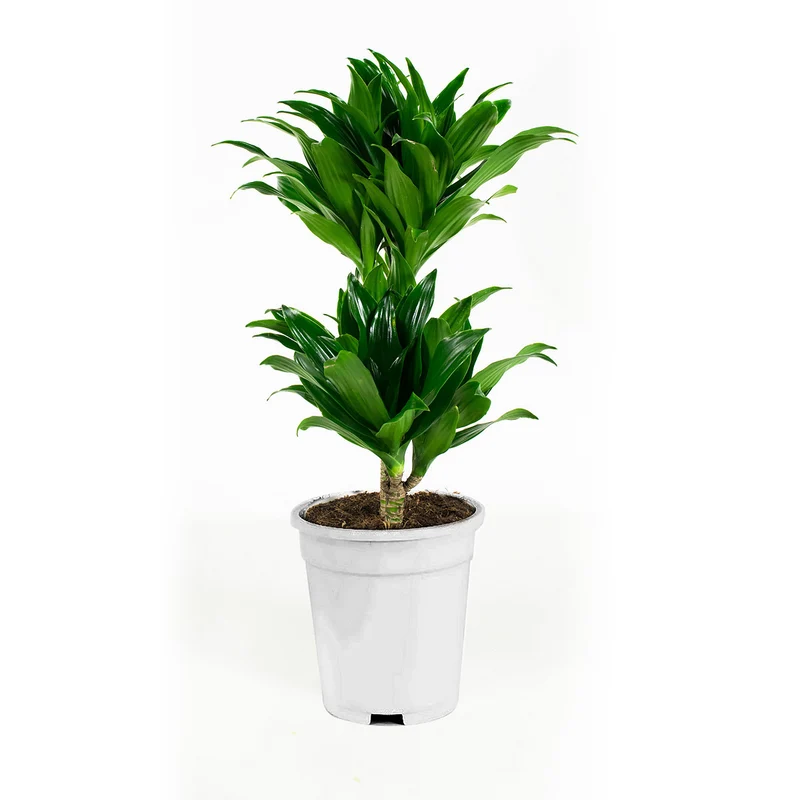 Lot de 4 Dragonniers (2x Dracaena 'Lemon Lime', 2x Dracaena 'Compacta') 25-35 cm