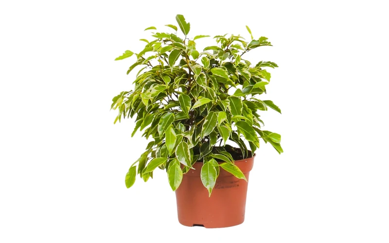 Set de 3 plantes d'intérieur Ficus benjamina (1x Ficus benjamina 'Green Kinky'®, 1x Ficus benjamina 'Kinky®', 1x Ficus benjamina 'Natasja') 25-35 cm