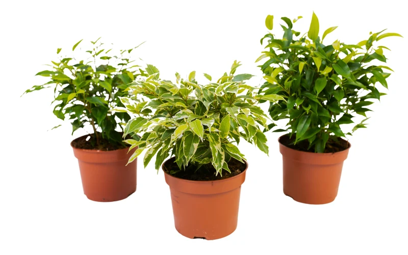 Set de 3 plantes d'intérieur Ficus benjamina (1x Ficus benjamina 'Green Kinky'®, 1x Ficus benjamina 'Kinky®', 1x Ficus benjamina 'Natasja') 25-35 cm